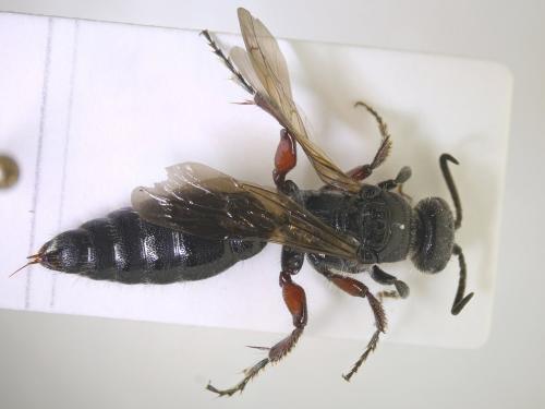 Tiphia femorata